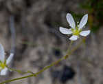 Pine barren stitchwort